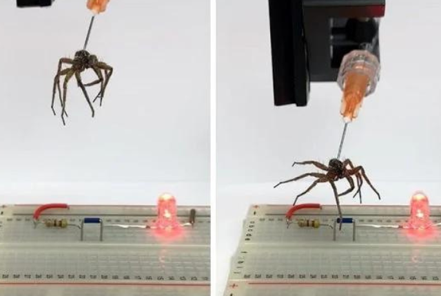 necro-robotic spider gripper with syringe stuck in it