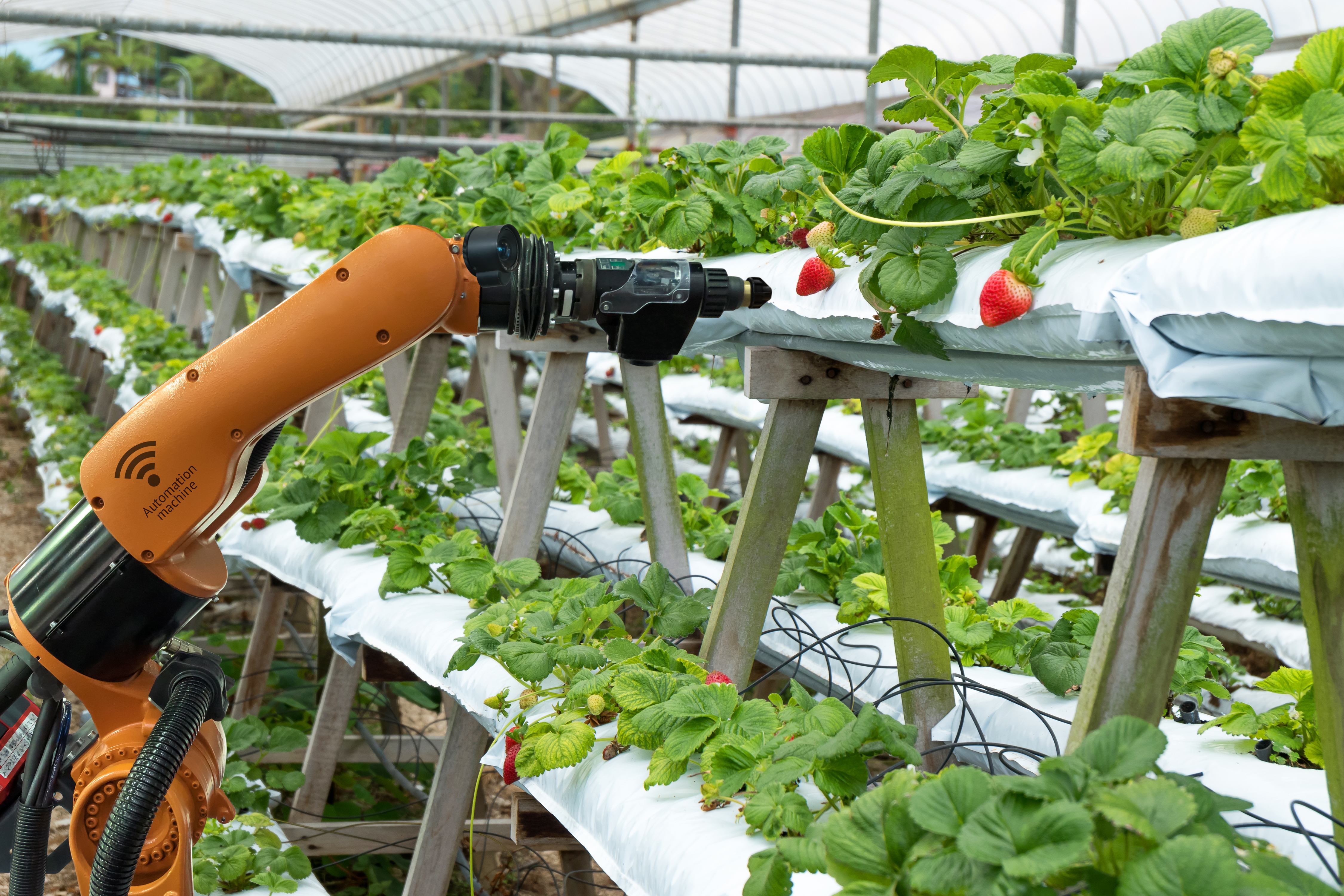 Robot viewing strawberry plants in greenhouse showing how mechatronics engineering is impacting agriculture