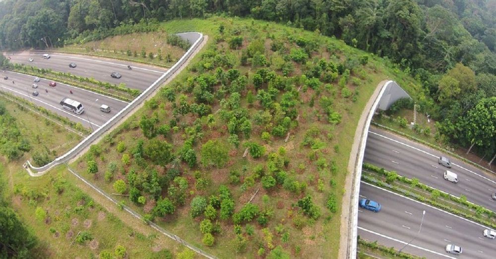 Photo of a wildlife or green bridge