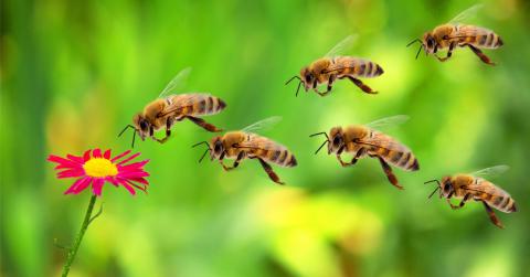Bees fly towards flower