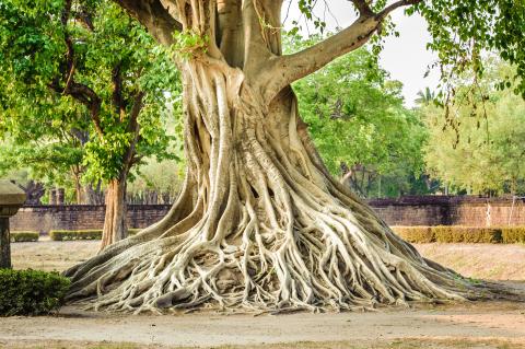 bodhi tree