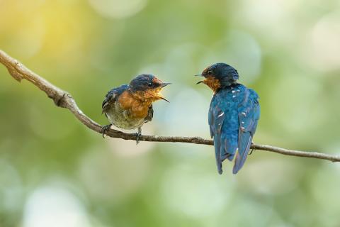 Stock photo of birds communicating