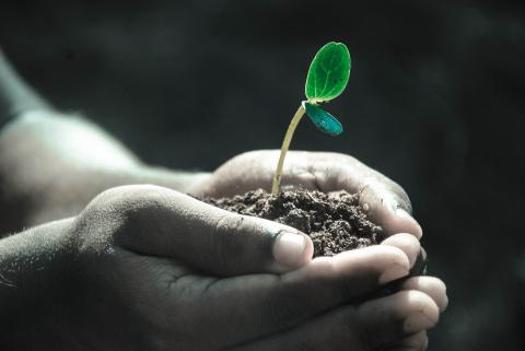 hands holding seedling