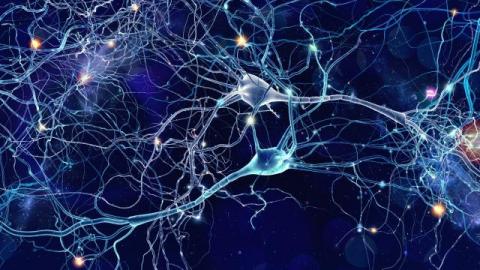 neural net neural net