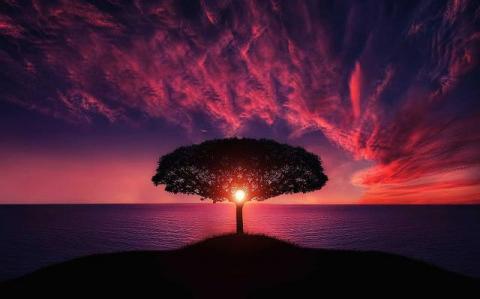 Tree in Sunset